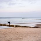 frau, hund und meer