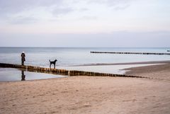 frau, hund und meer