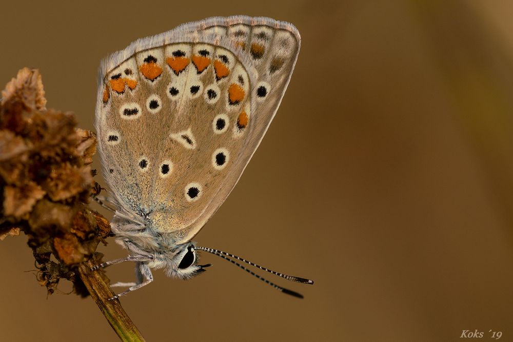 Frau Icarus