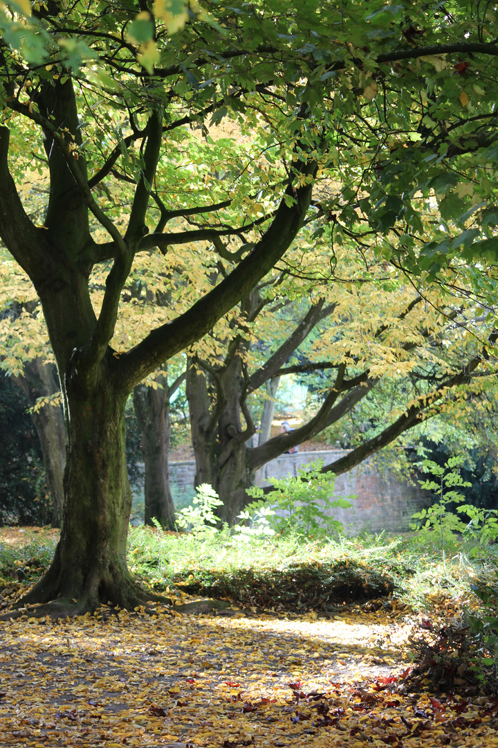 Frau im Baum