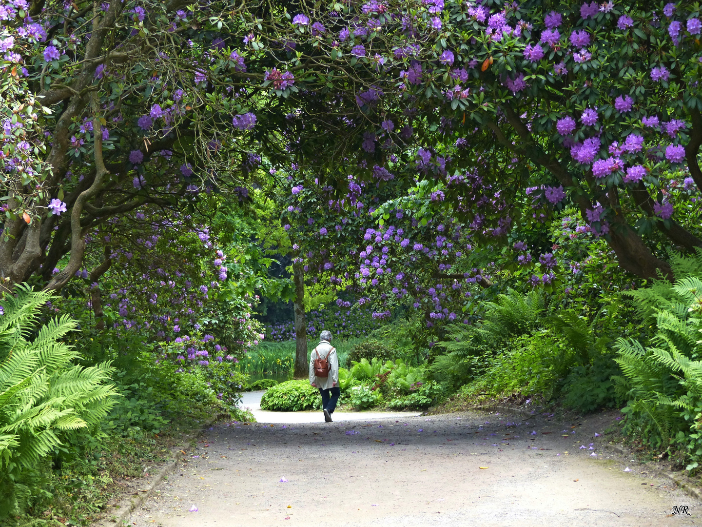 Frau im Rhododendronwald 