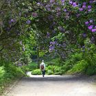 Frau im Rhododendronwald 