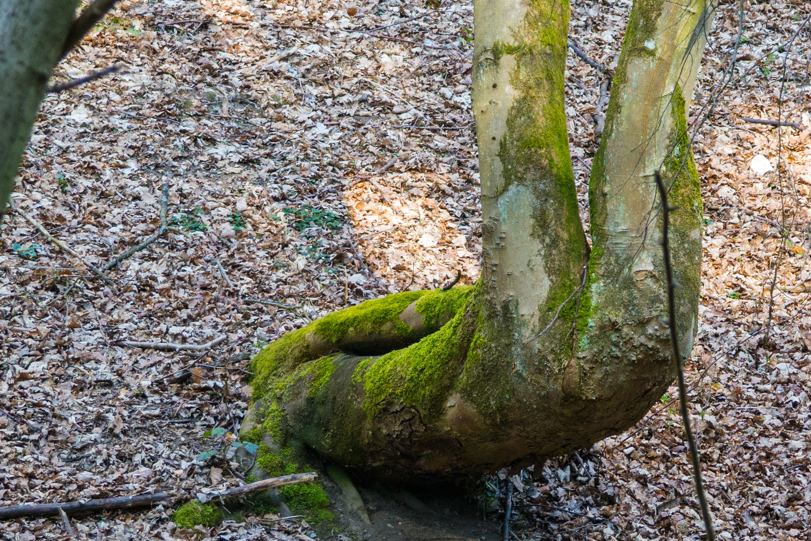 Frau im Wald