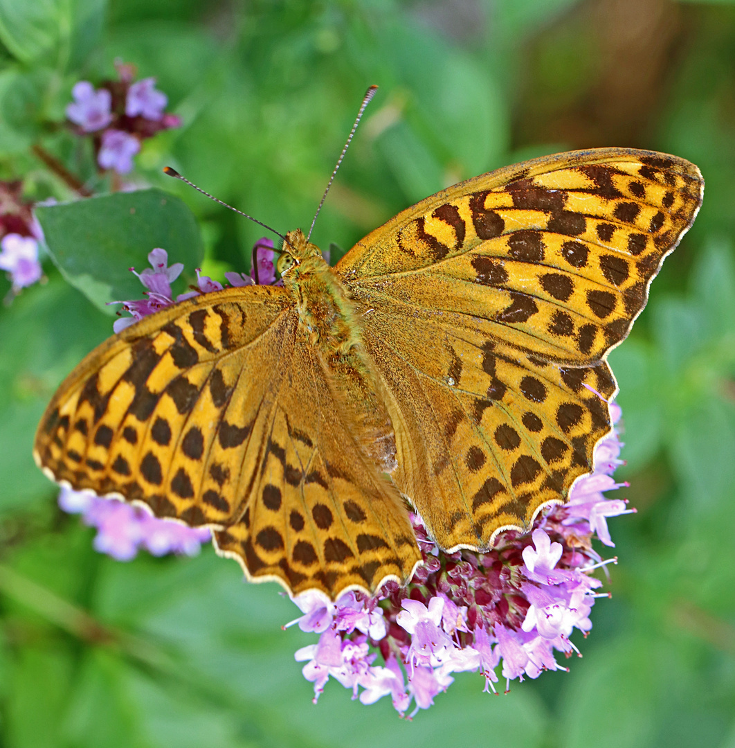 Frau Kaisermantel (Argynnis paphia)