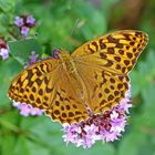 Frau Kaisermantel (Argynnis paphia)