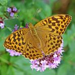 Frau Kaisermantel (Argynnis paphia)