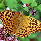 Frau Kaisermantel (Argynnis paphia)