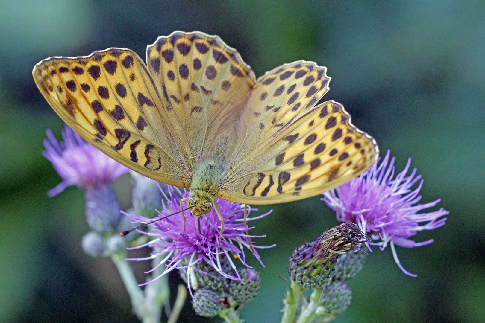 Frau Kaisermantel (Argynnis paphia)