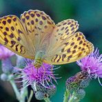 Frau Kaisermantel (Argynnis paphia)