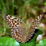 Frau Kaisermantel - Argynnis paphia valesina