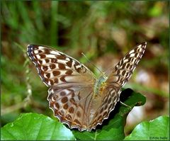 Frau Kaisermantel - Argynnis paphia valesina