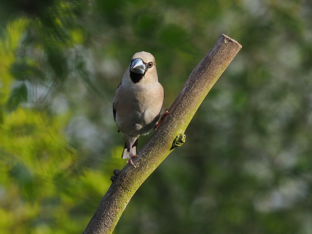 Frau Kernbeisser