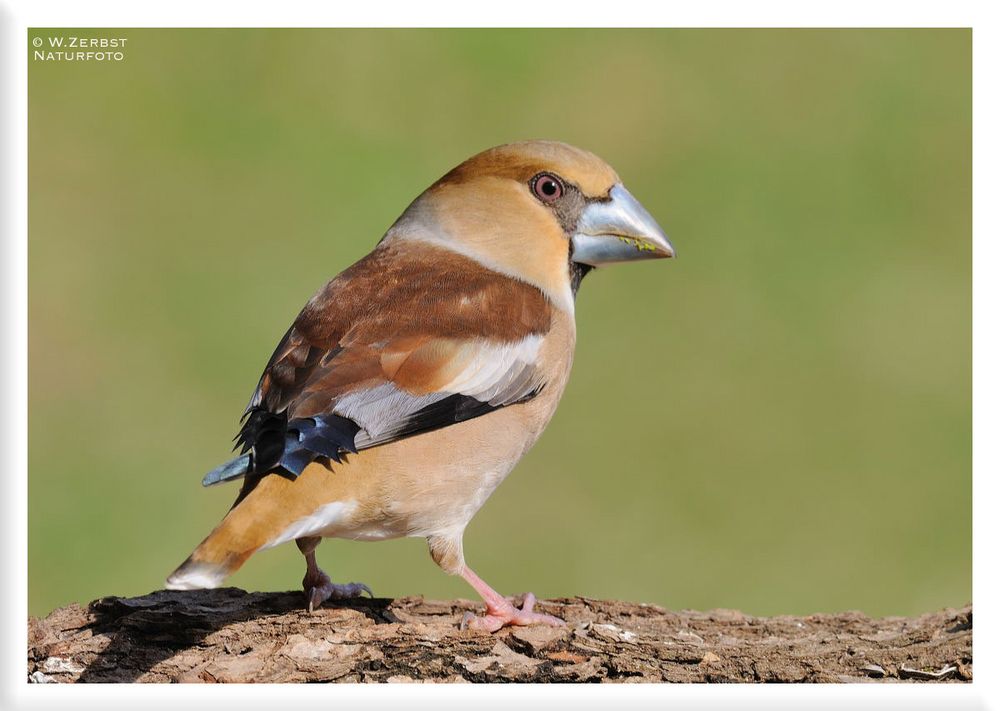 - Frau Kernbeißer - ( Coccothraustes coccothraustes )