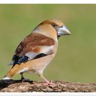 - Frau Kernbeißer - ( Coccothraustes coccothraustes )