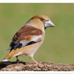 - Frau Kernbeißer - ( Coccothraustes coccothraustes )