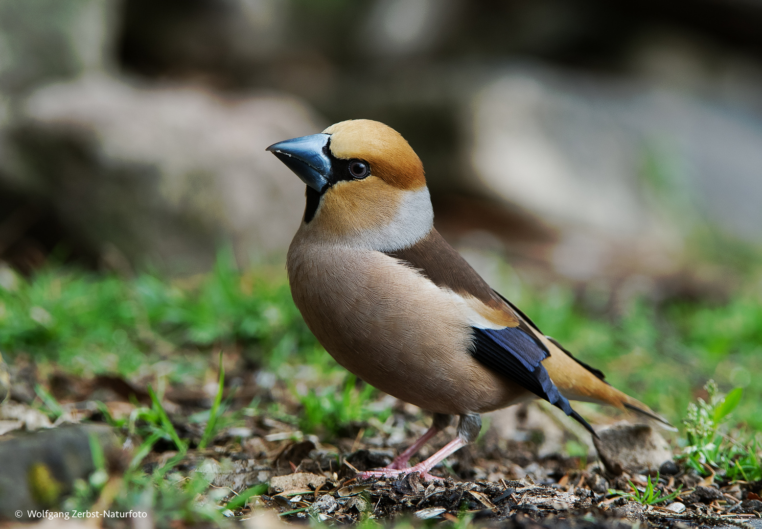  -  Frau Kernbeißer -   ( Coccothraustes coccothraustes )