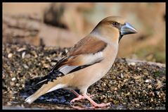 - Frau Kernbeißer schaut weg - ( Coccothraustes coccothraustes )