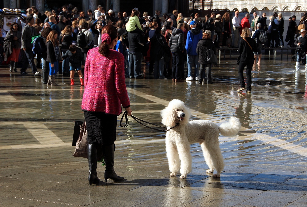 Frau Königspudel und ihr Hund