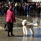 Frau Königspudel und ihr Hund