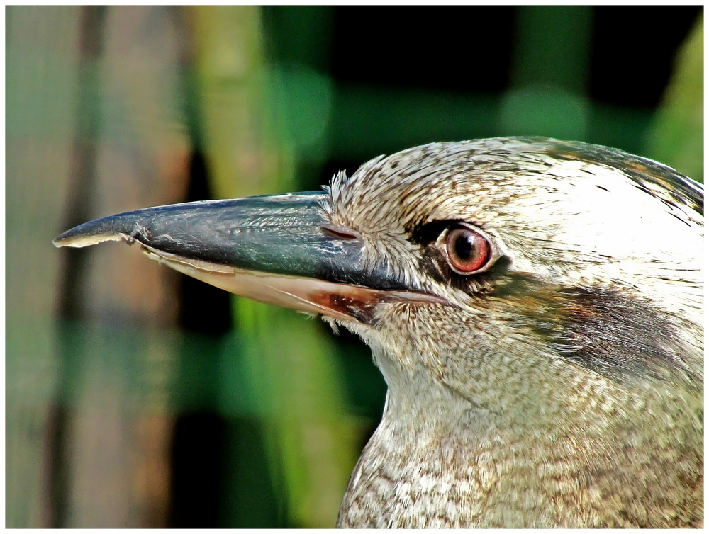 Frau Kookaburra