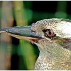 Frau Kookaburra