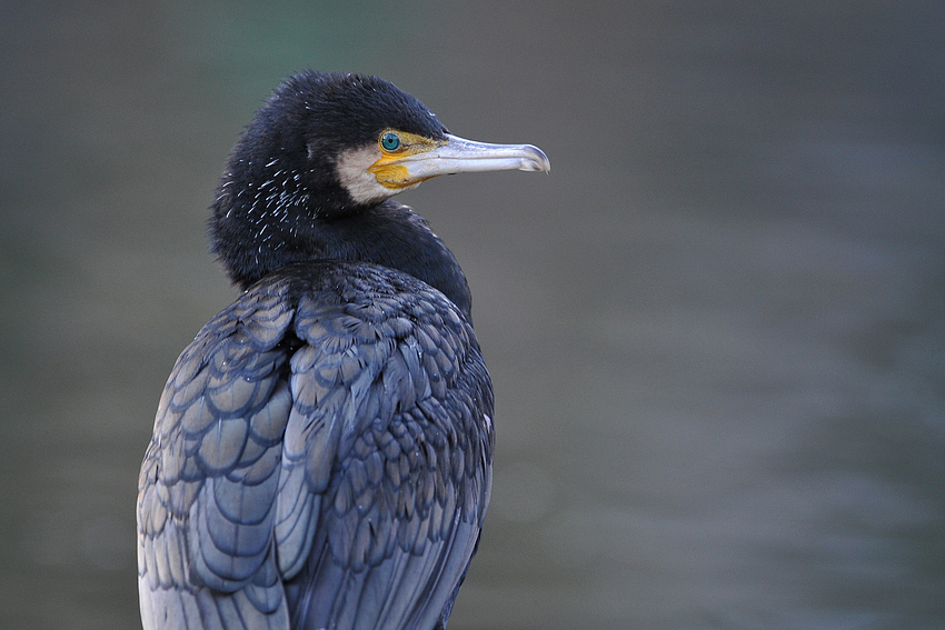 Frau Kormoran?