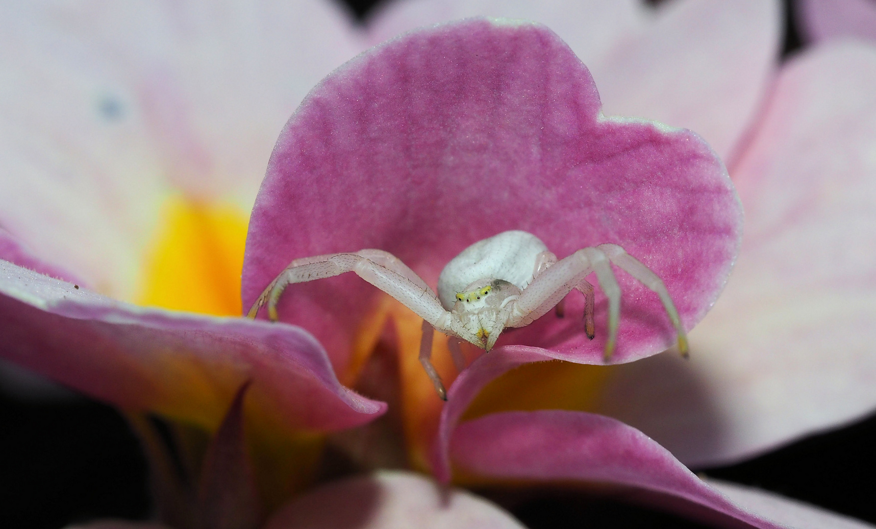 Frau Krabbenspinne …