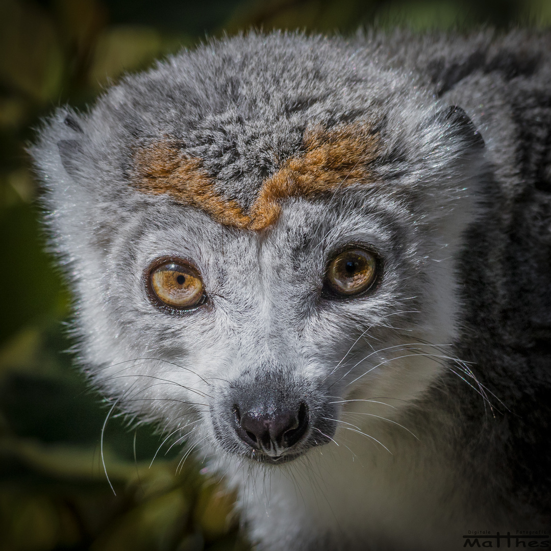 Frau Kronenmaki