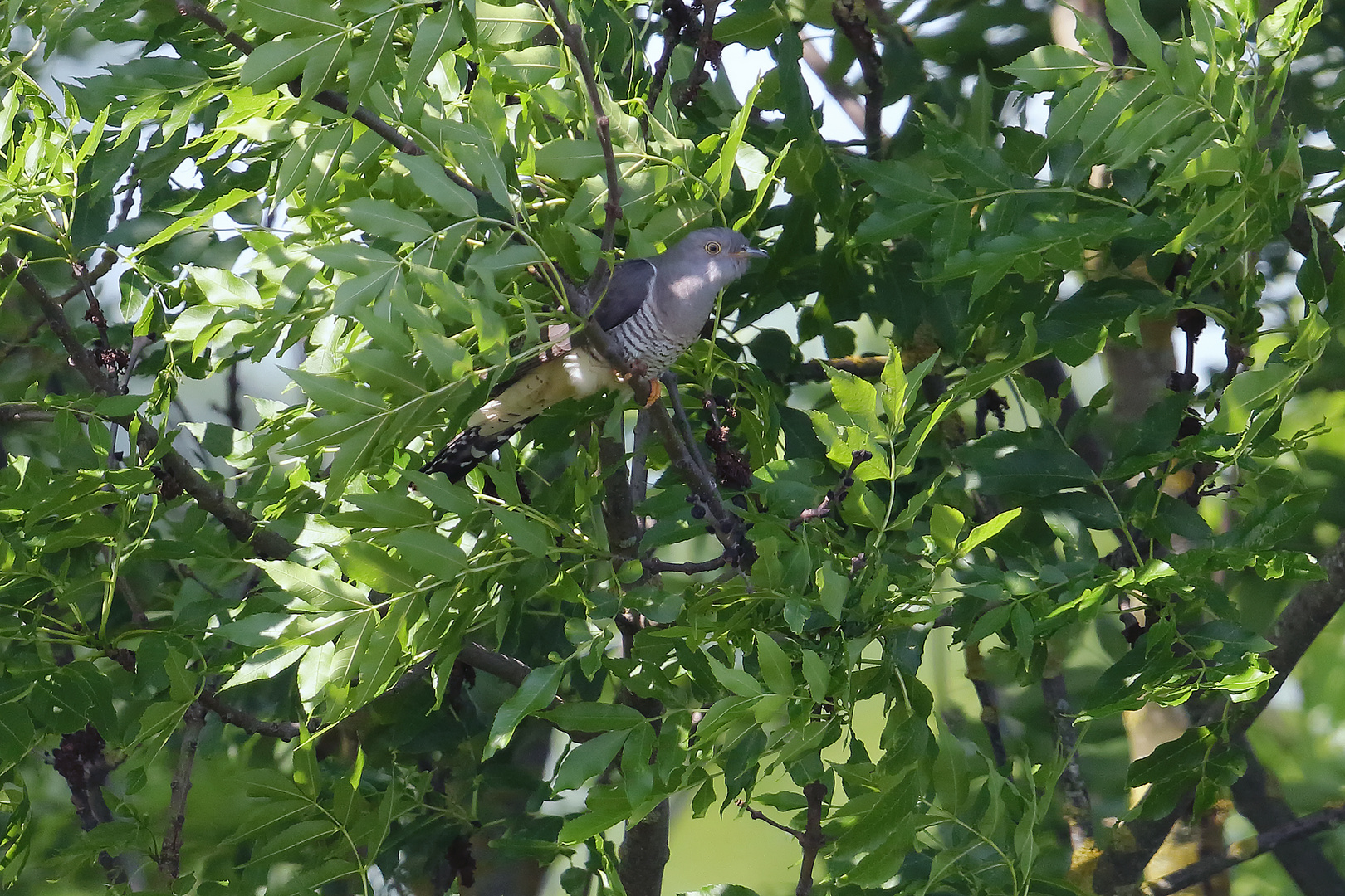 ...Frau Kuckuck auf Nestsuche...