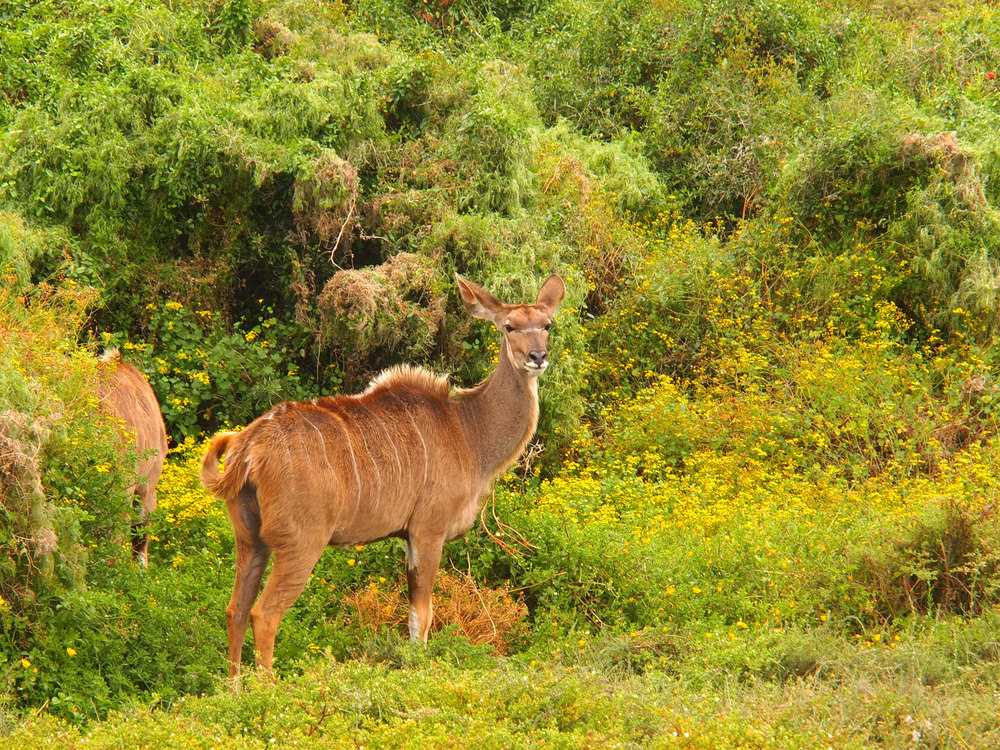 Frau Kudu