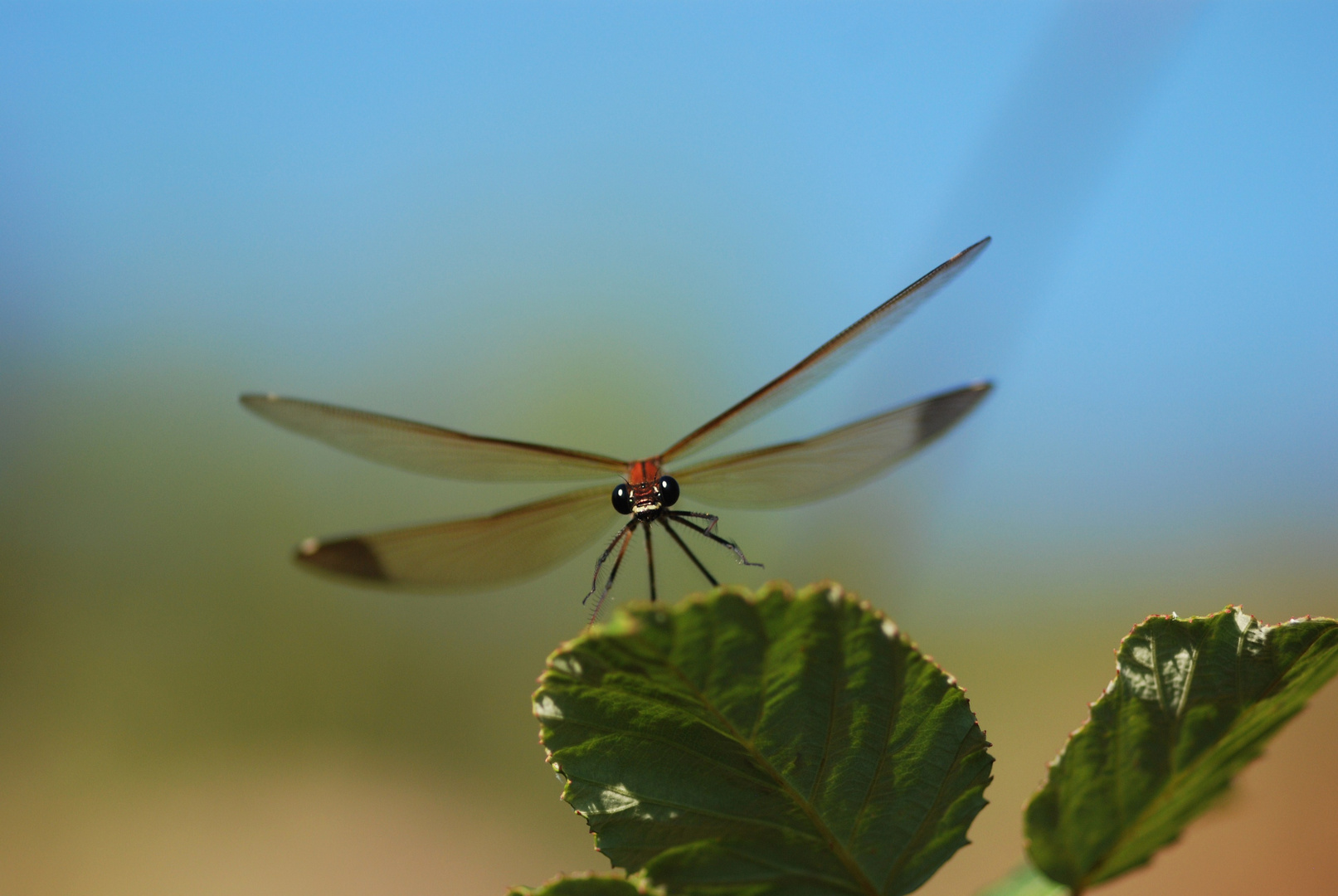 Frau Libelle