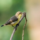 Frau Lotennektarvogel