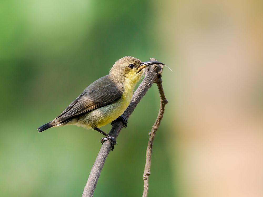 Frau Lotennektarvogel