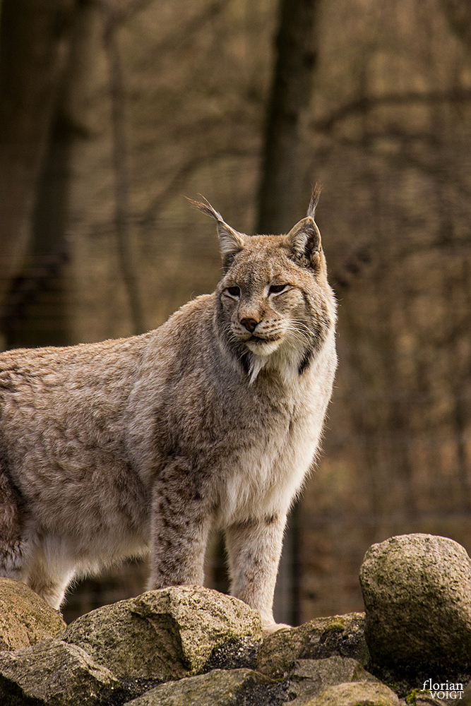 Frau Luchs