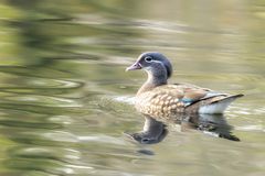 Frau Mandarin Duck