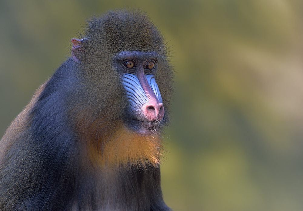 Frau Mandrill