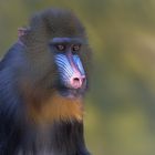 Frau Mandrill