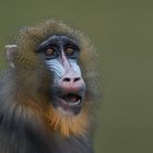 Frau Mandrill