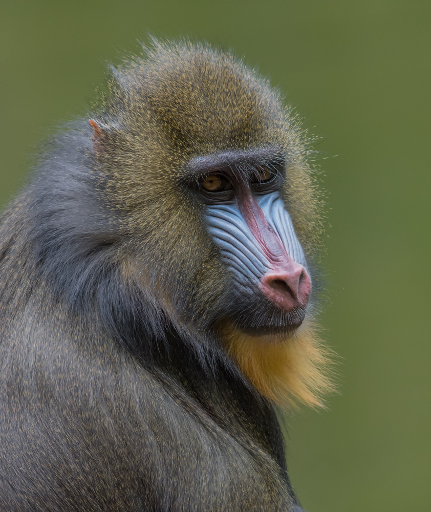 Frau Mandrill