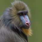 Frau Mandrill