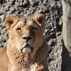 Frau Merkel besucht den Zürich Zoo