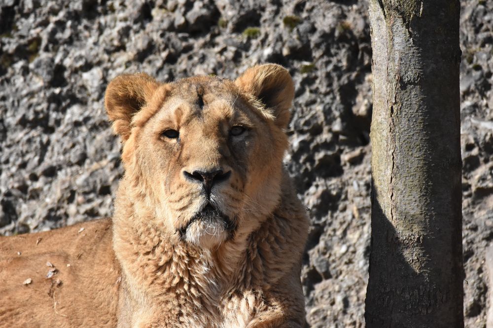 Frau Merkel besucht den Zürich Zoo