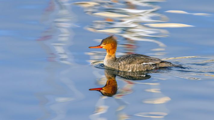 Frau Mittelsäger...