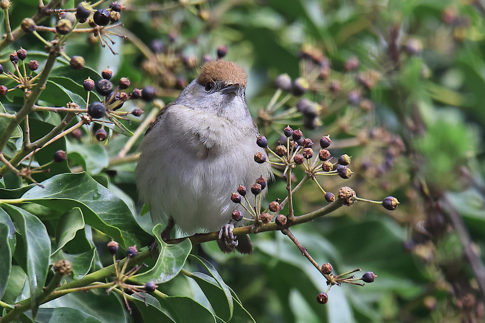 Frau Mönchsgrasmücke (Sylvia atricapilla)