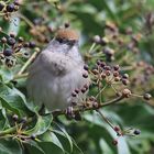 Frau Mönchsgrasmücke (Sylvia atricapilla)