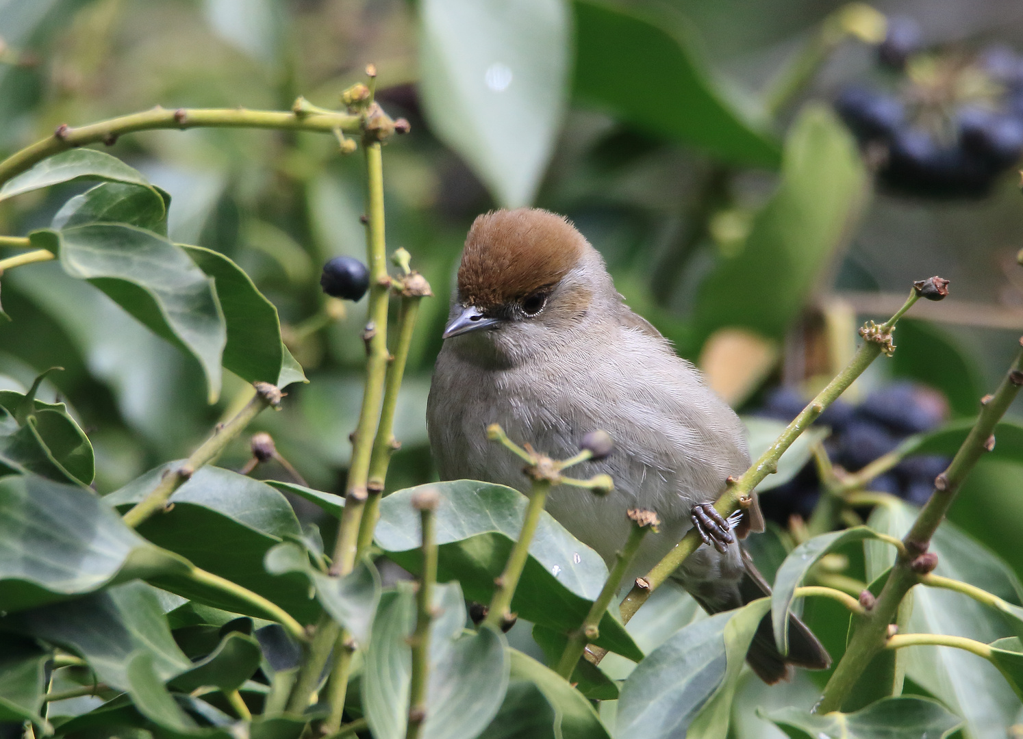 Frau Mönchsgrasmücke (Sylvia atricapilla)