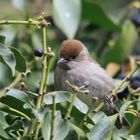 Frau Mönchsgrasmücke (Sylvia atricapilla)