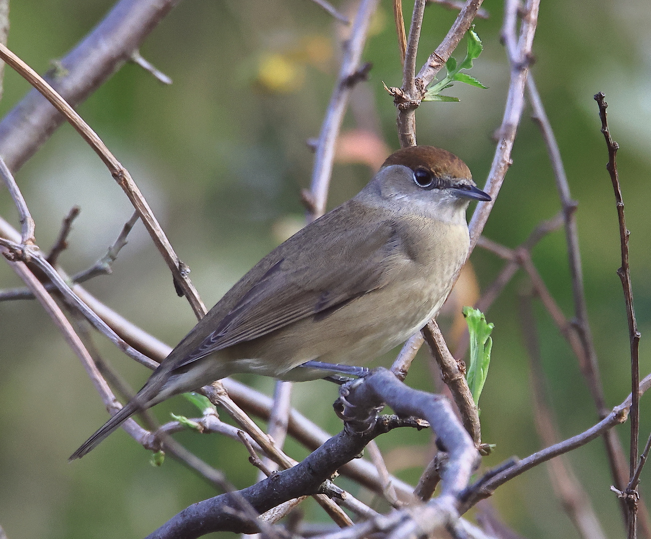 Frau Mönchsgrasmücke (Sylvia atricapilla)