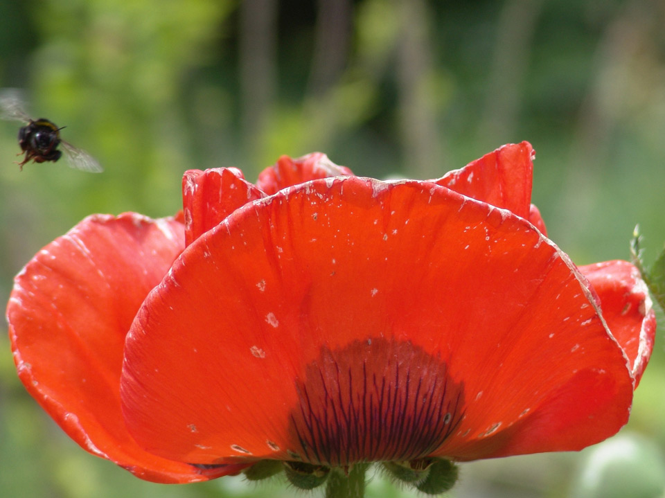 Frau Mohn kriegt Besuch