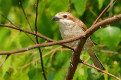 Frau Neuntöter (Lanius collurio) ...